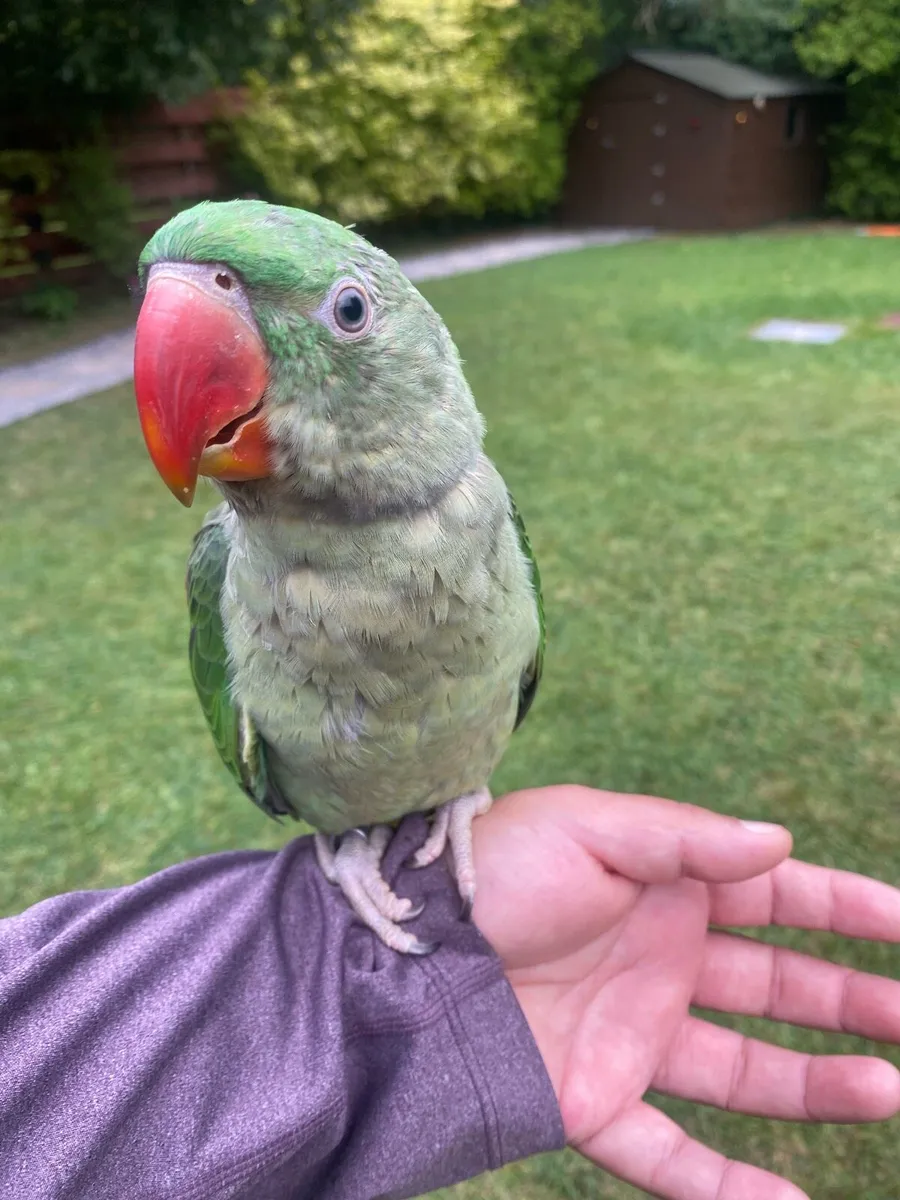 Hand Reared Baby Alexandrine Male Parrot - Image 1