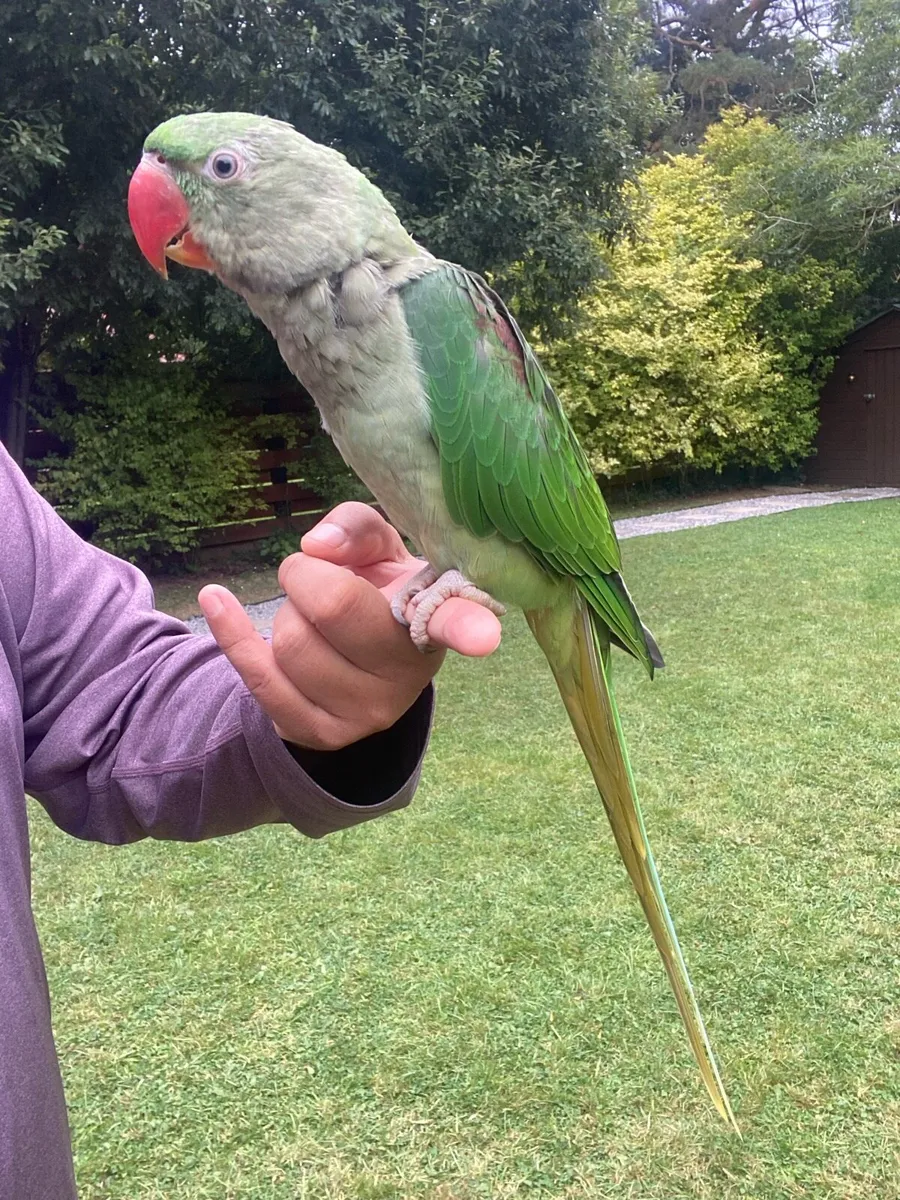 Hand Reared Baby Alexandrine Male Parrot - Image 2