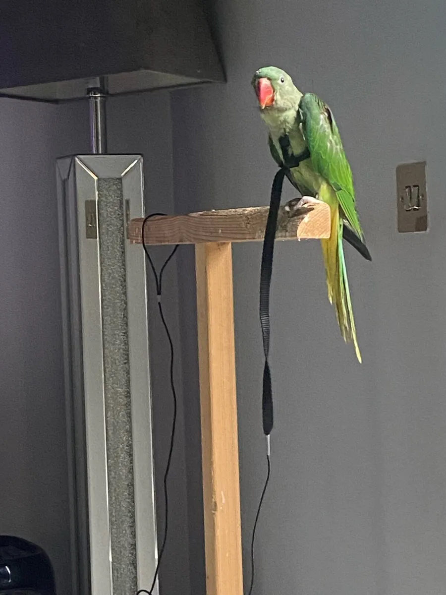 Hand Reared Baby Alexandrine Male Parrot - Image 3