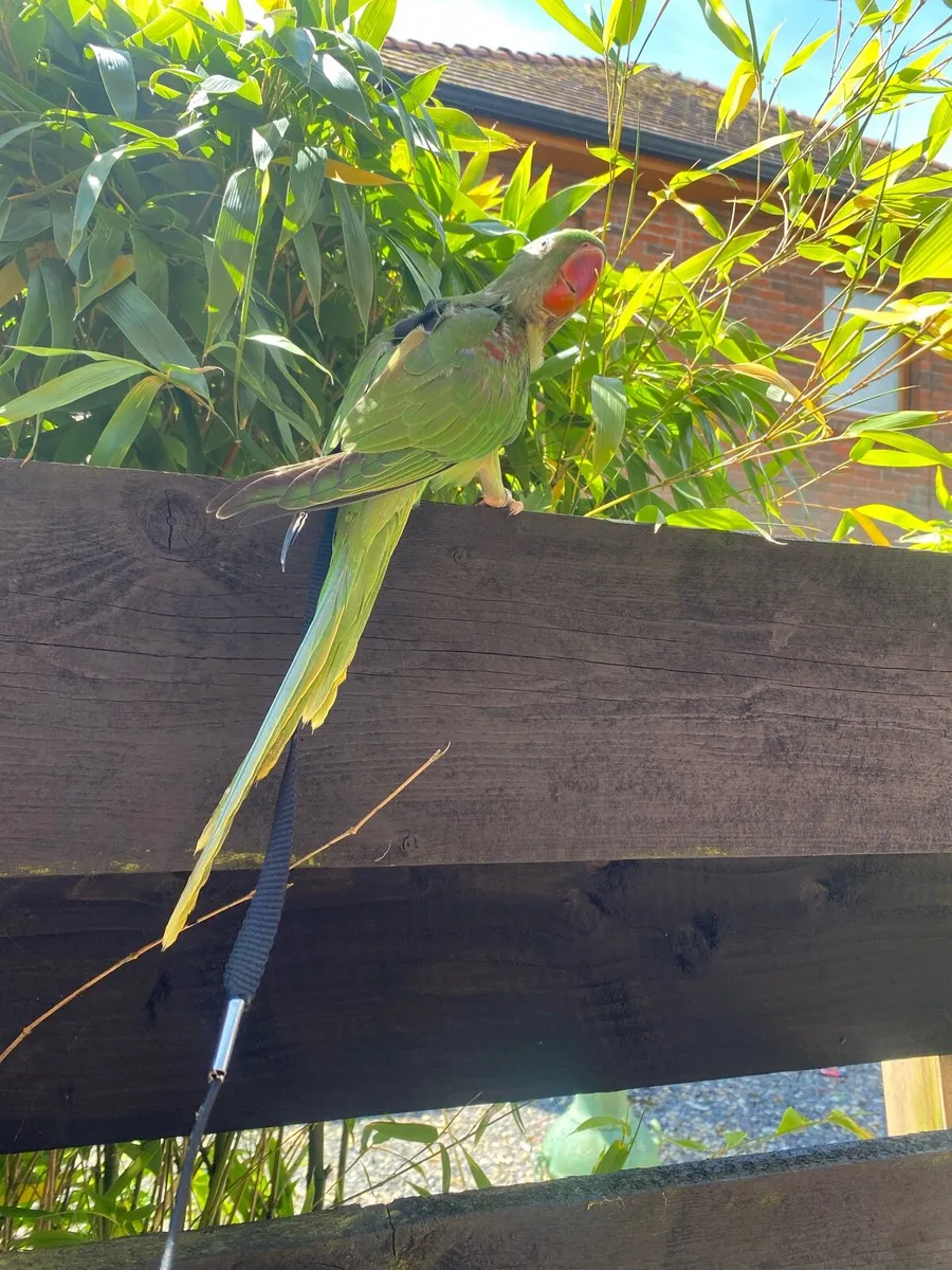 Hand Reared Baby Alexandrine Male Parrot - Image 4
