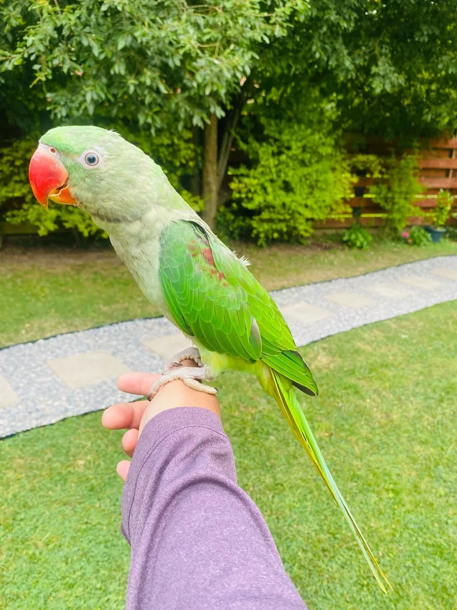 Hand Reared Baby Alexandrine Male Parrot - Image 3