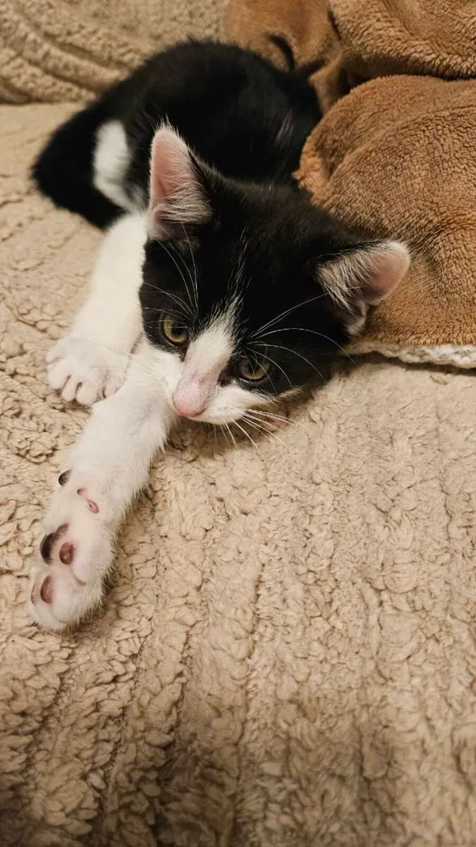 Kittens - Image 3