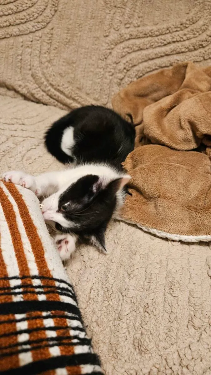 Kittens - Image 4