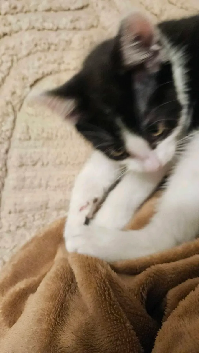 Kittens - Image 1