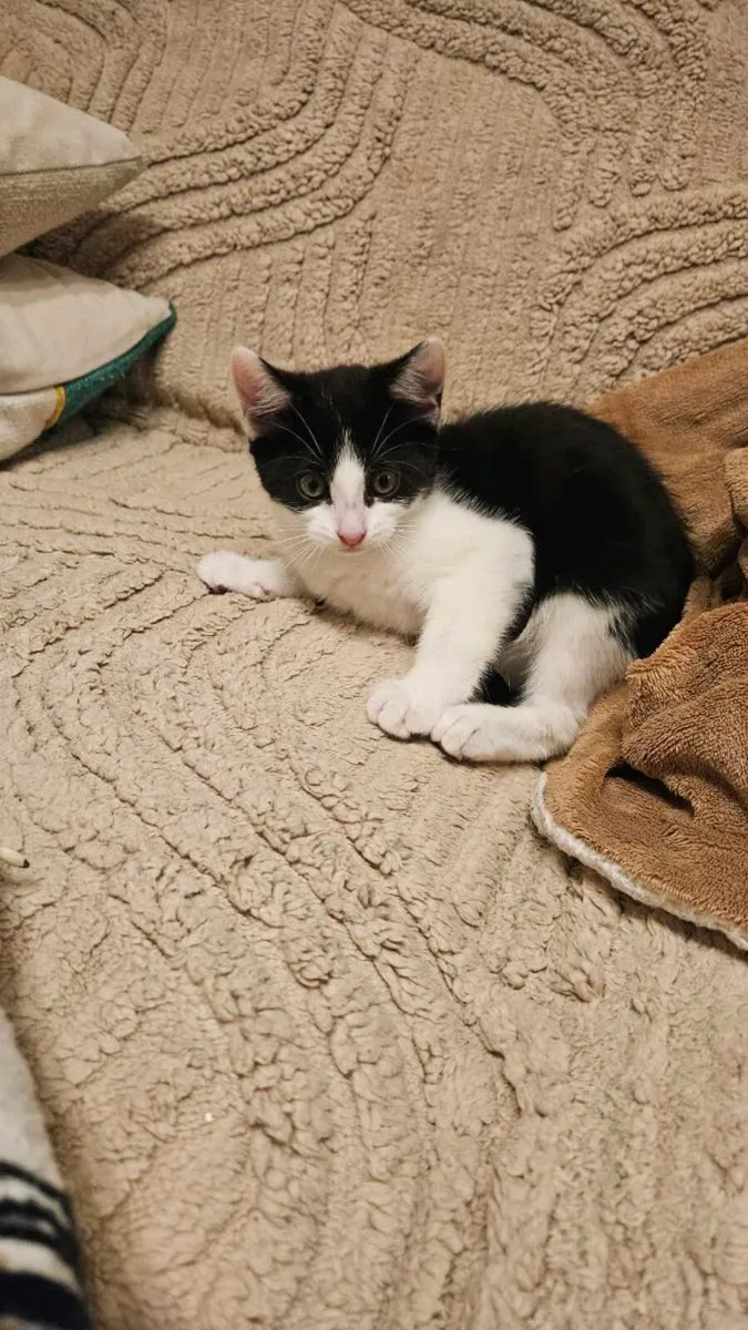 Kittens - Image 2