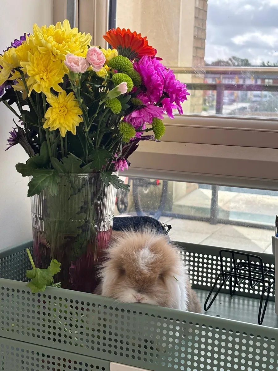 CASHMERE LOP RABBIT - Image 2
