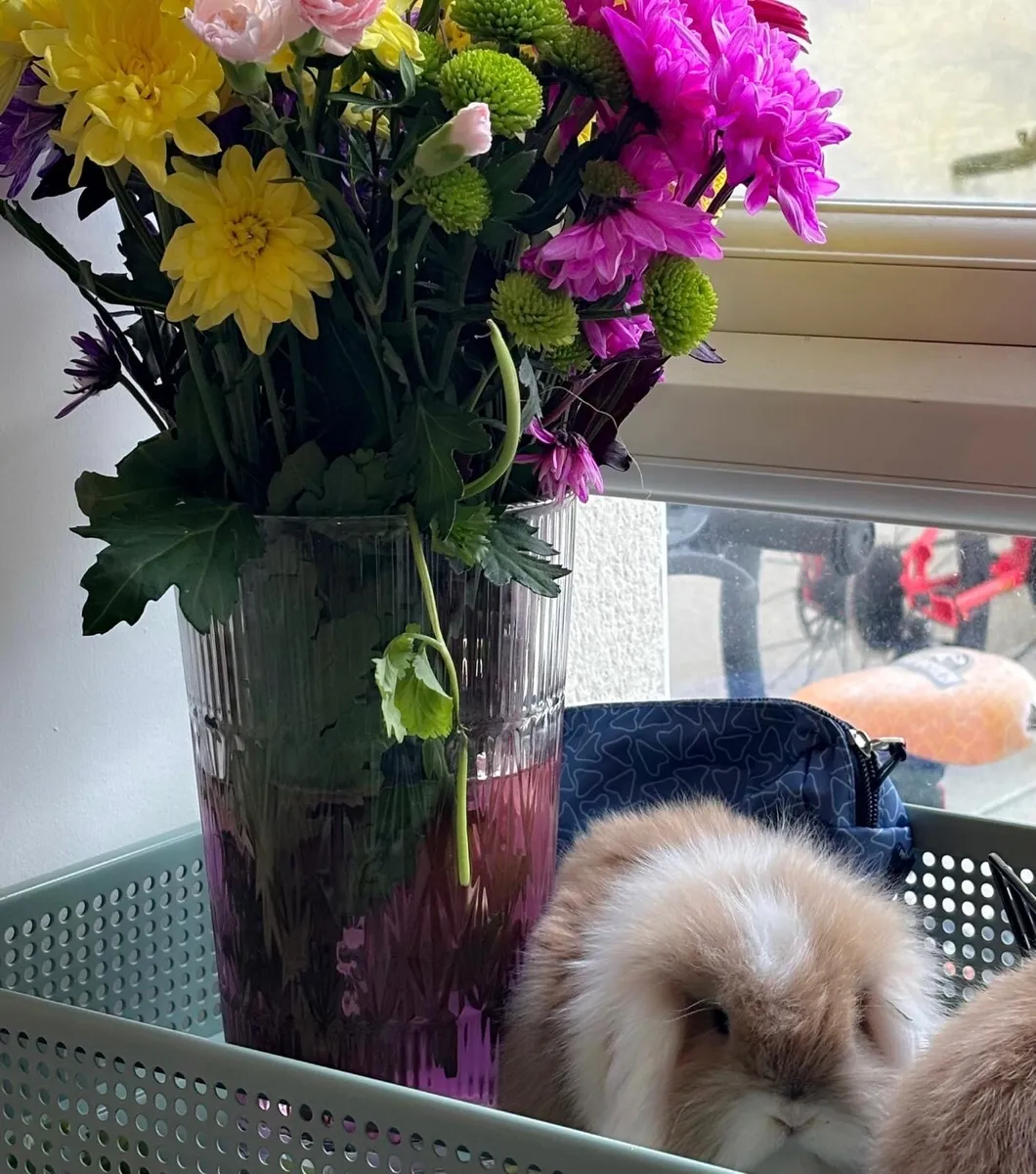 CASHMERE LOP RABBIT - Image 4