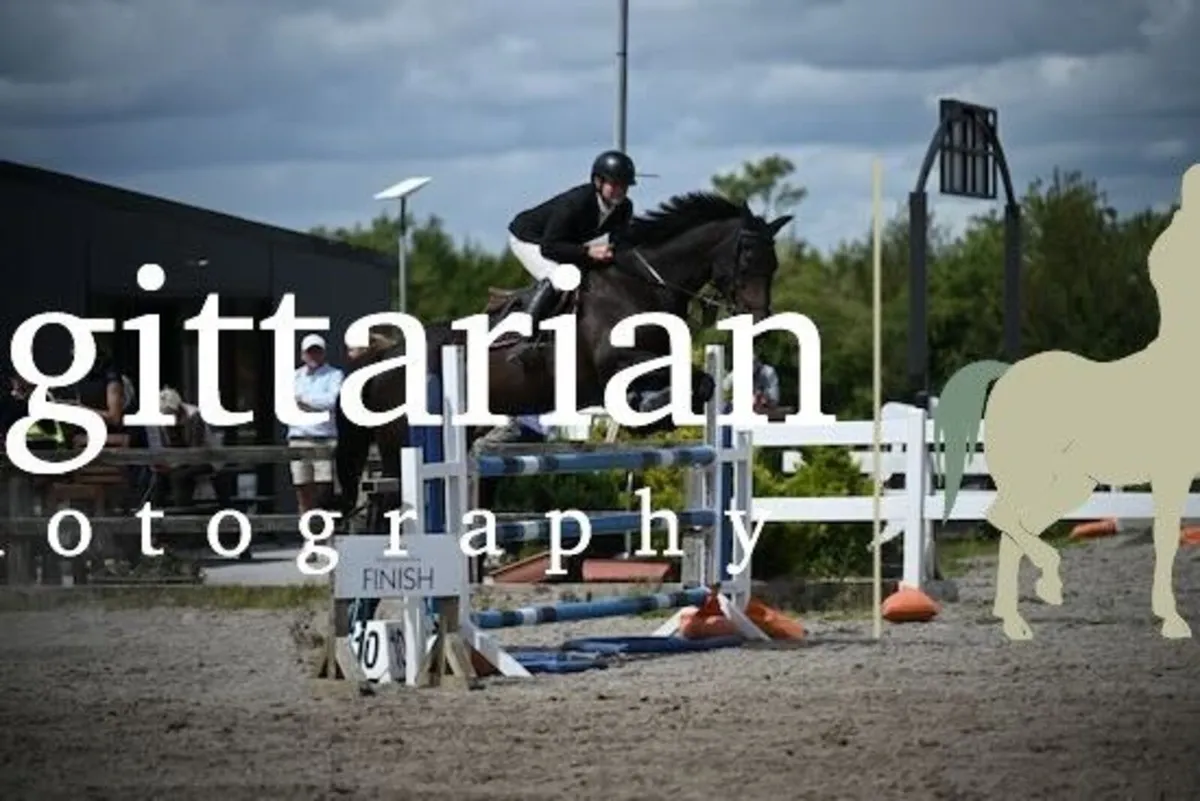 Quality Showjumper - Image 1