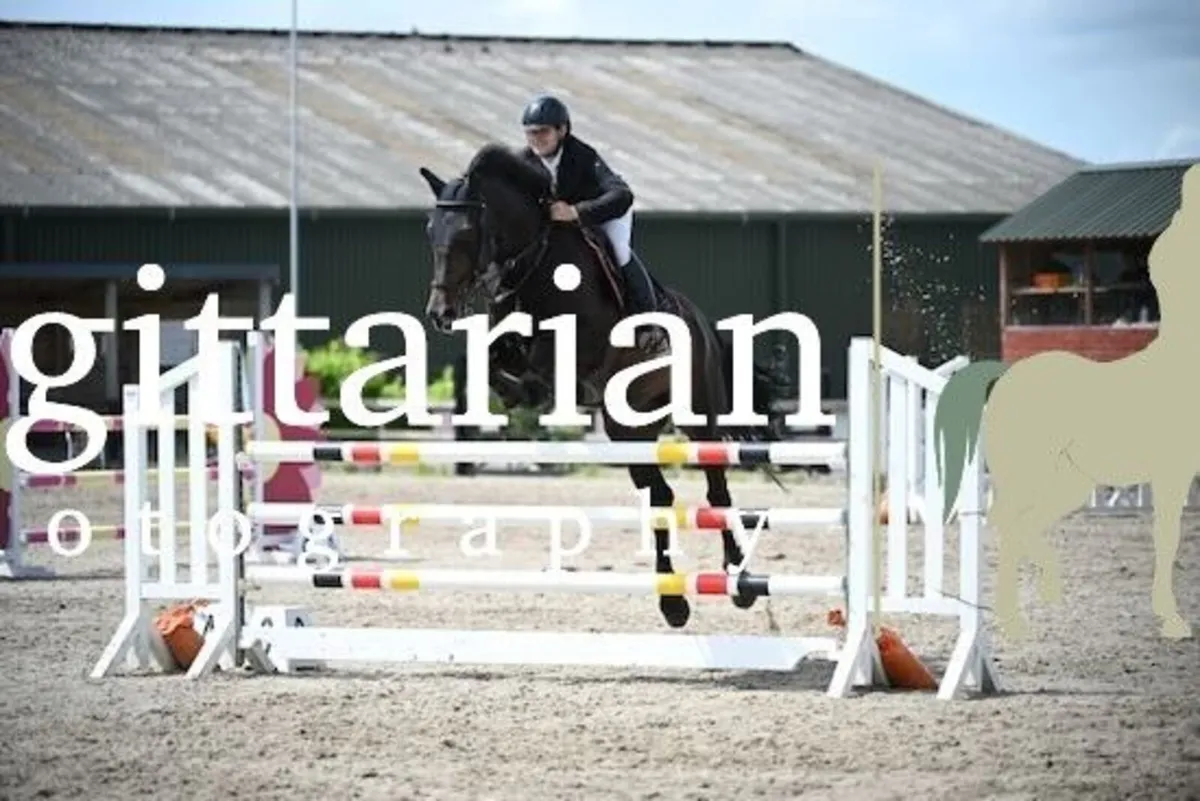 Quality Showjumper - Image 3
