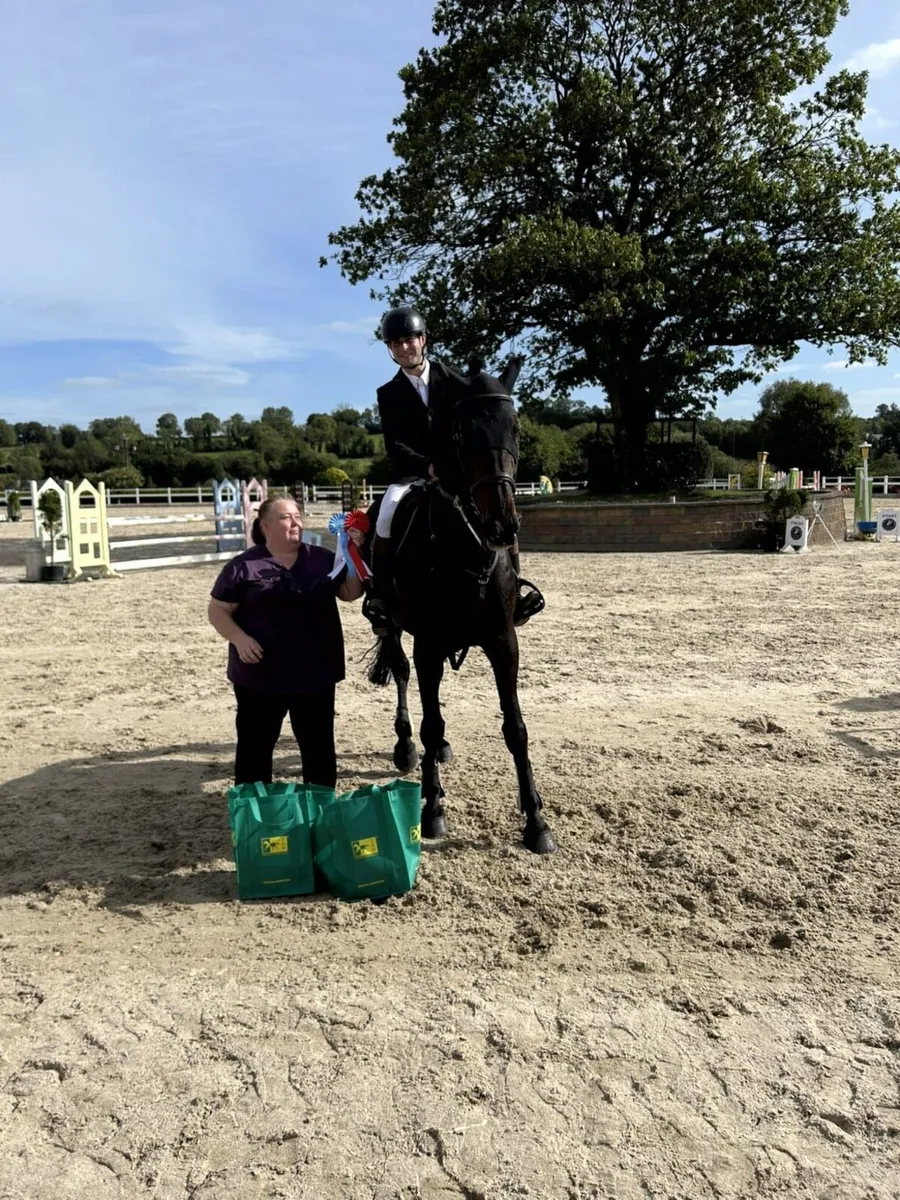 Quality Showjumper - Image 4