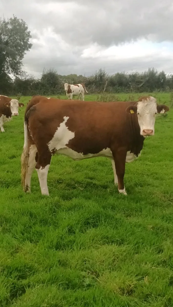 Autumn calving montbeliarde heifers - Image 1