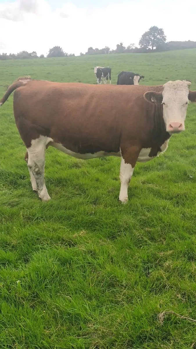 Autumn calving montbeliarde heifers - Image 2