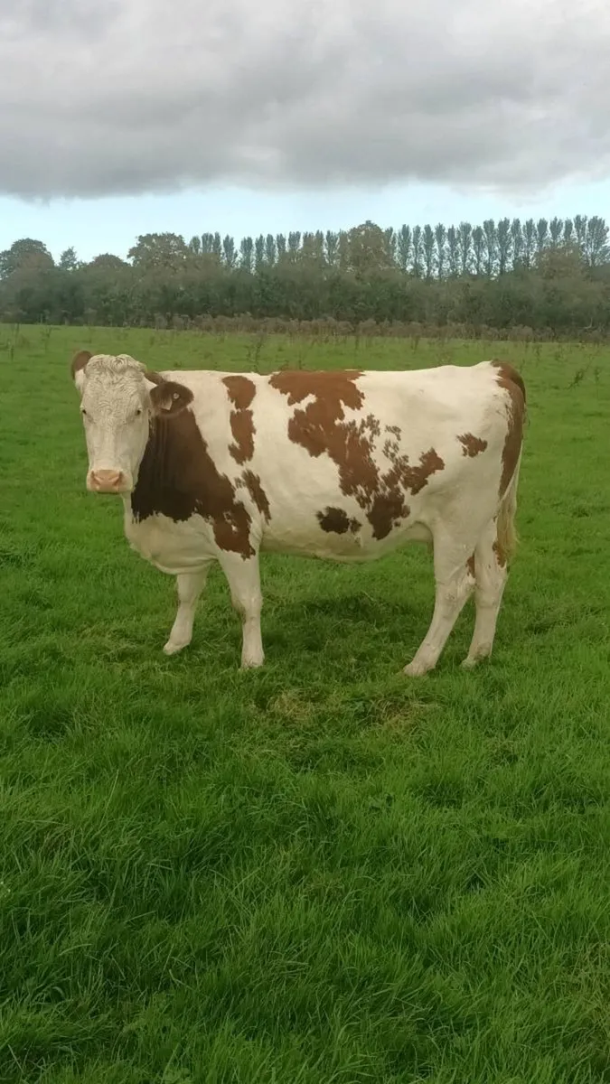 Autumn calving montbeliarde heifers - Image 3
