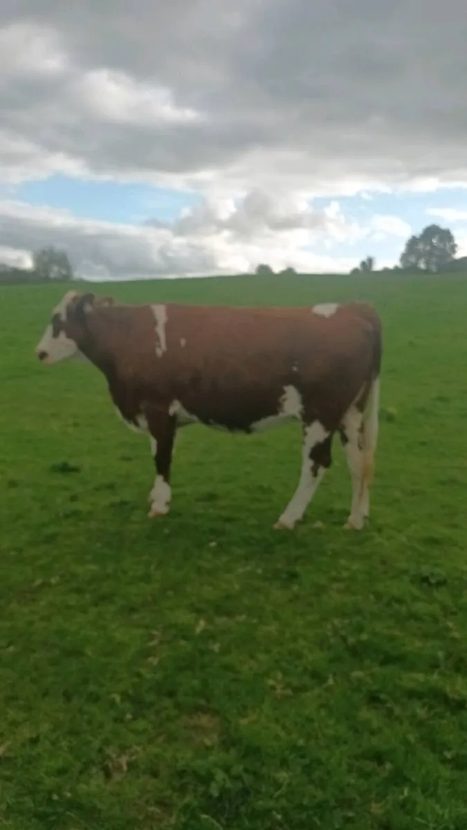Autumn calving montbeliarde heifers - Image 4
