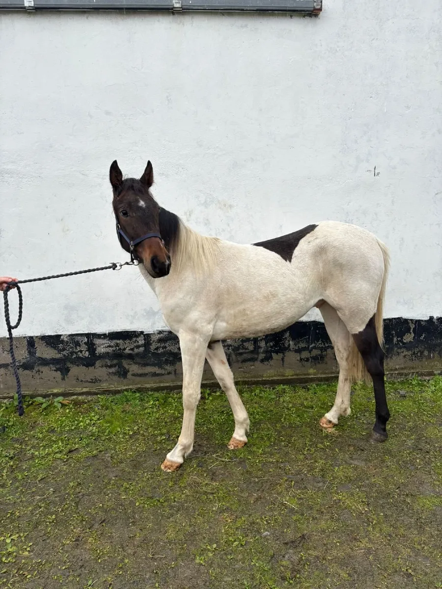 Horses - Image 2