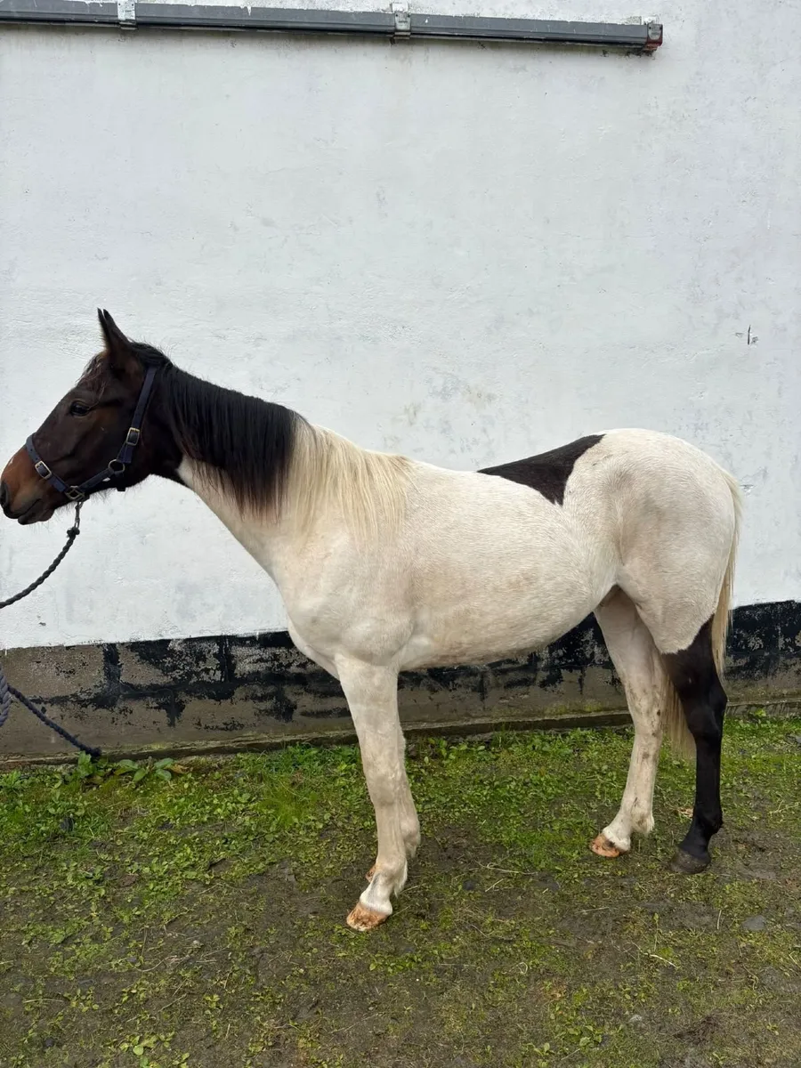 Horses - Image 3