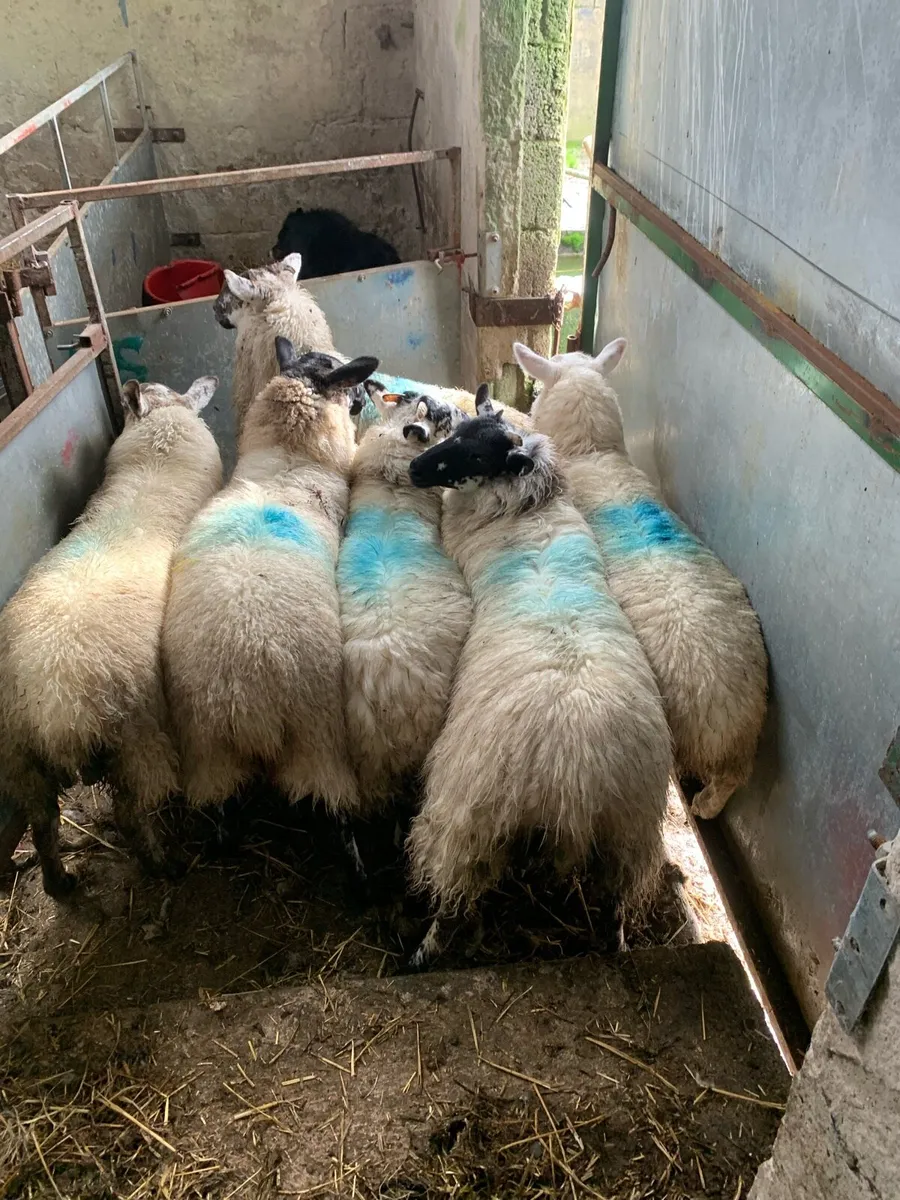 Ewe Lambs - Image 2
