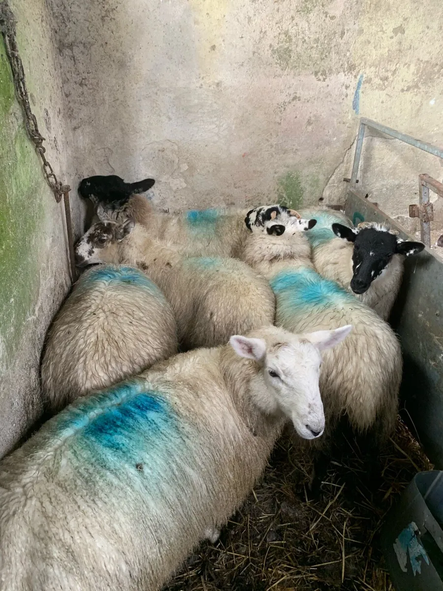 Ewe Lambs - Image 3