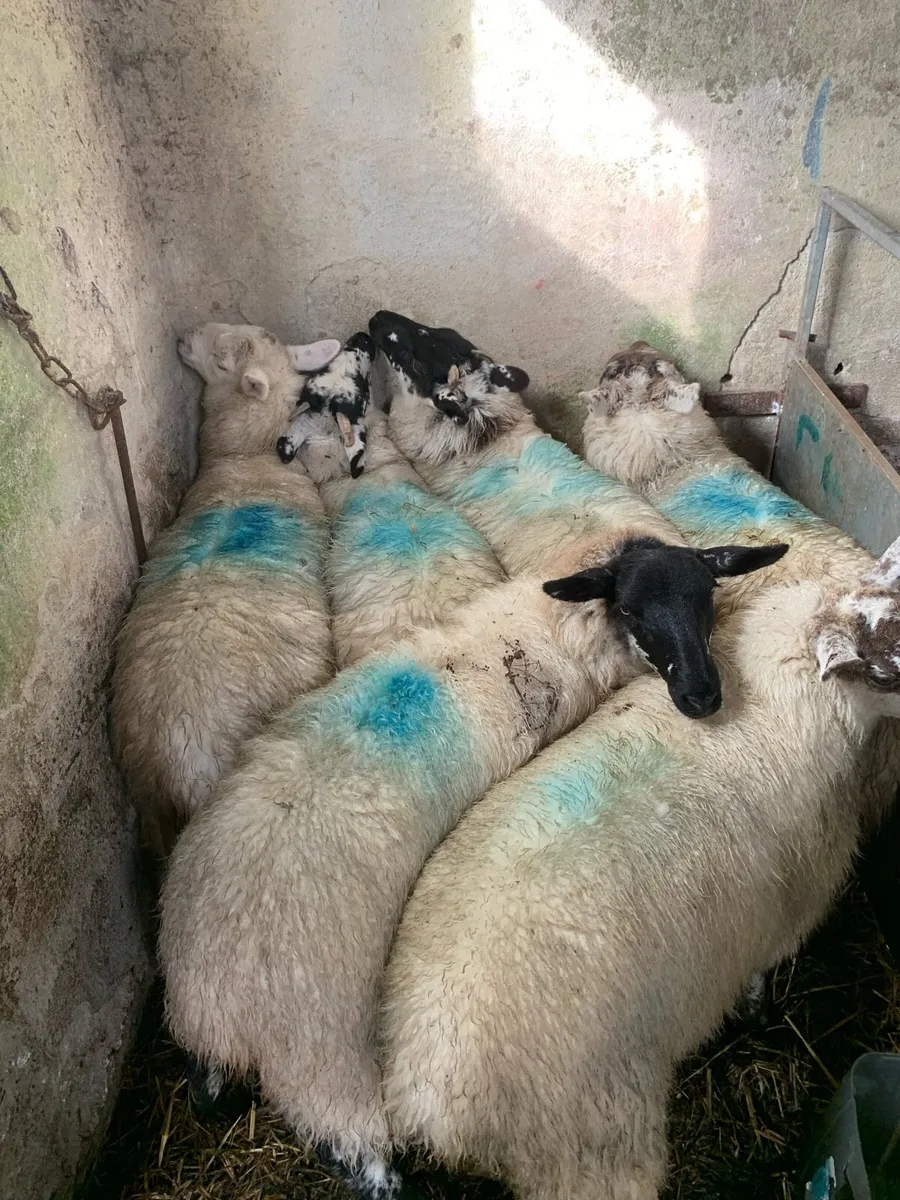 Ewe Lambs - Image 1