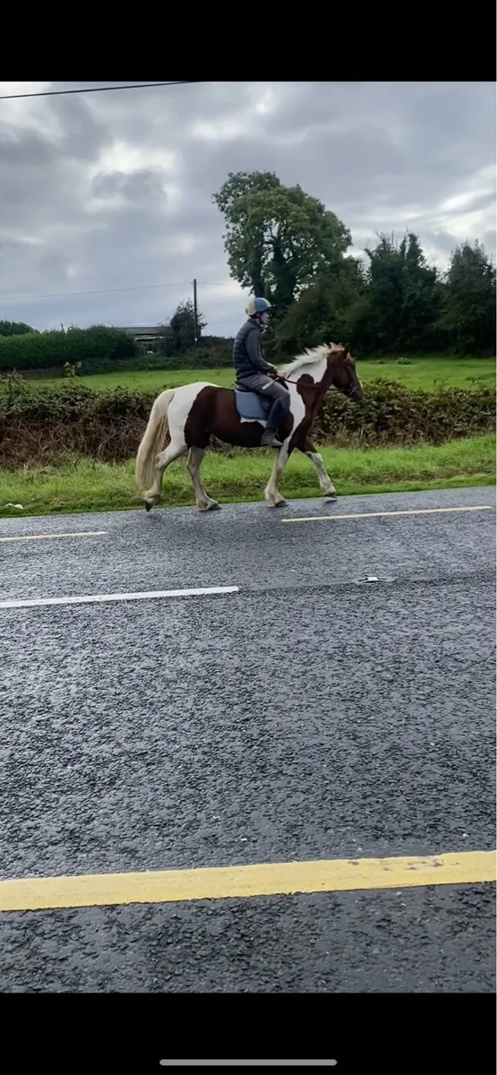 Mare for sale - Image 1