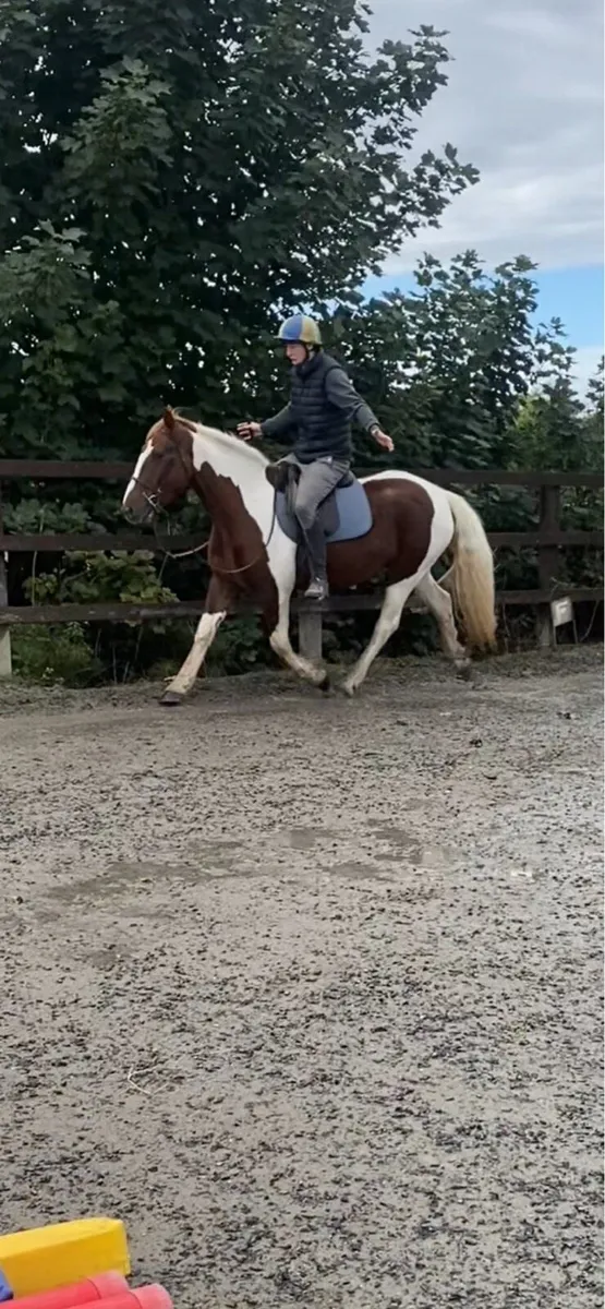 Mare for sale - Image 2