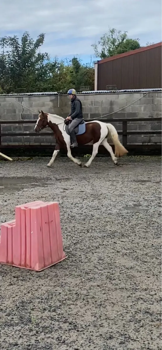 Mare for sale - Image 3