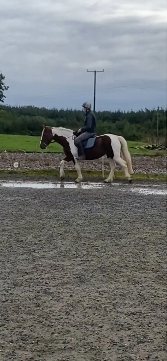 Mare for sale - Image 4