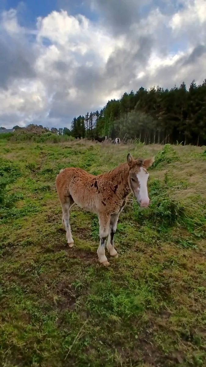 Horse - Image 4