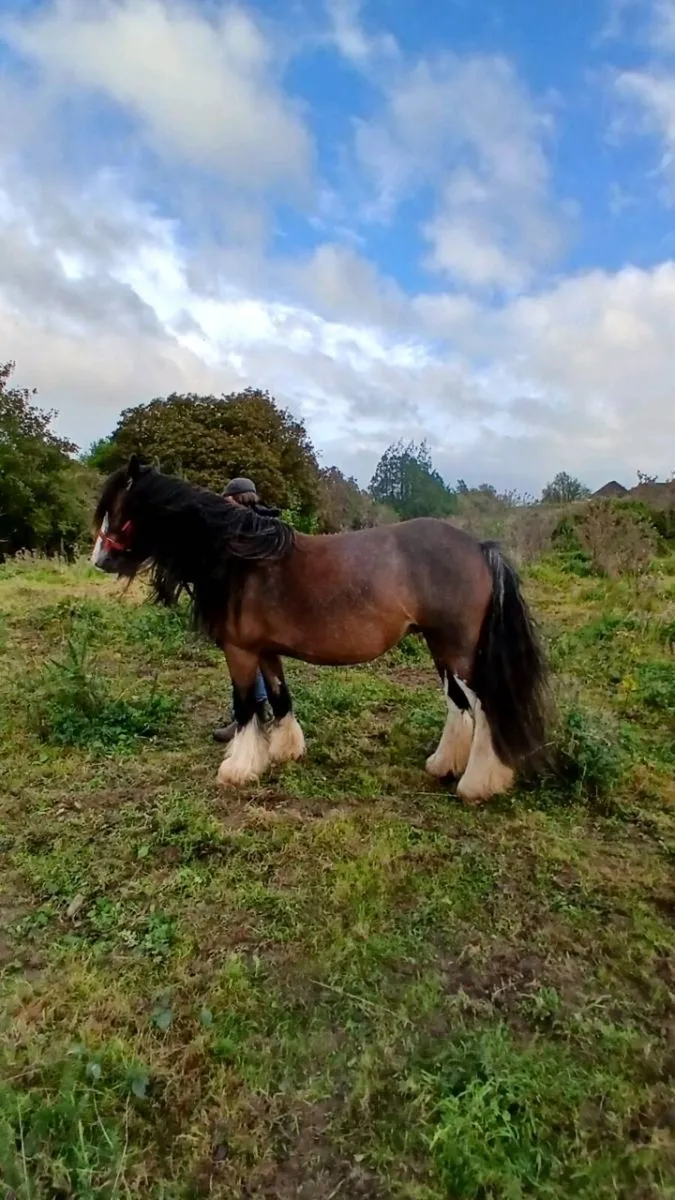 Horse - Image 2