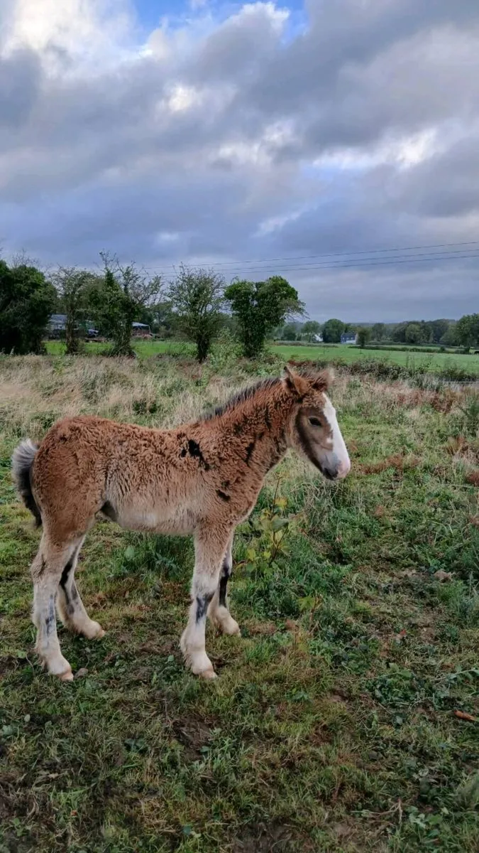 Horse - Image 3