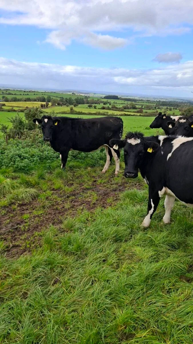 Incalf Fresian Heifers - Image 3