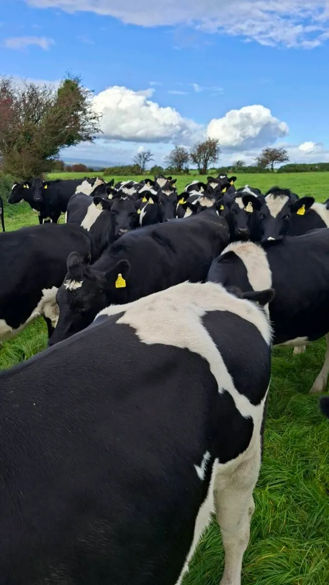 Incalf Fresian Heifers - Image 4