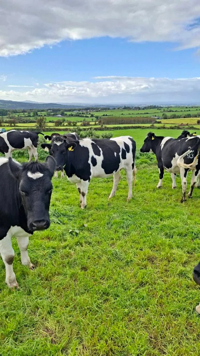 Incalf Fresian Heifers - Image 1