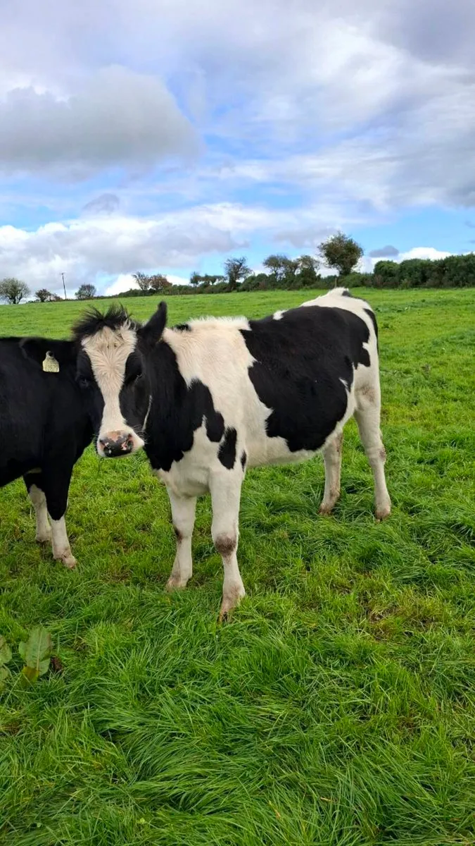 Incalf Fresian Heifers - Image 2