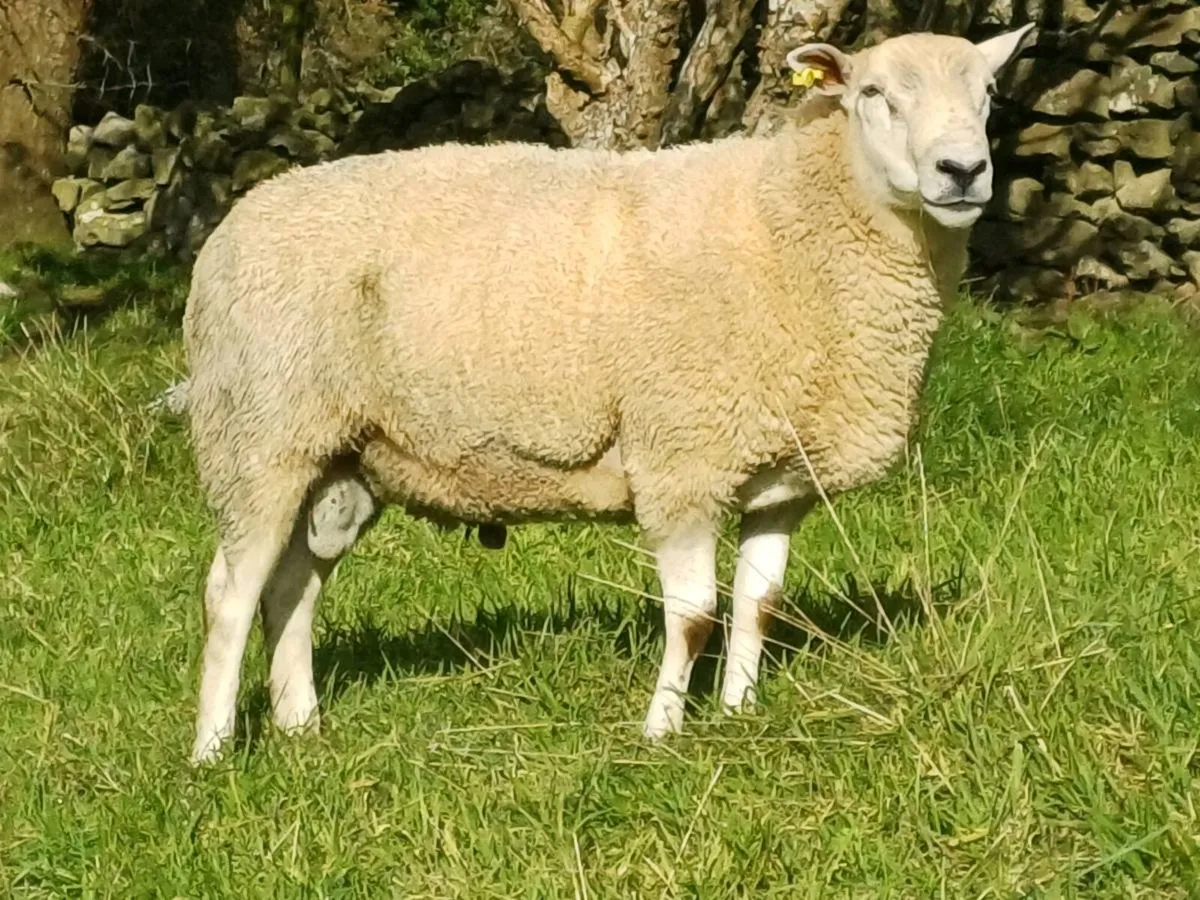 Hogget rams for sale - Image 2
