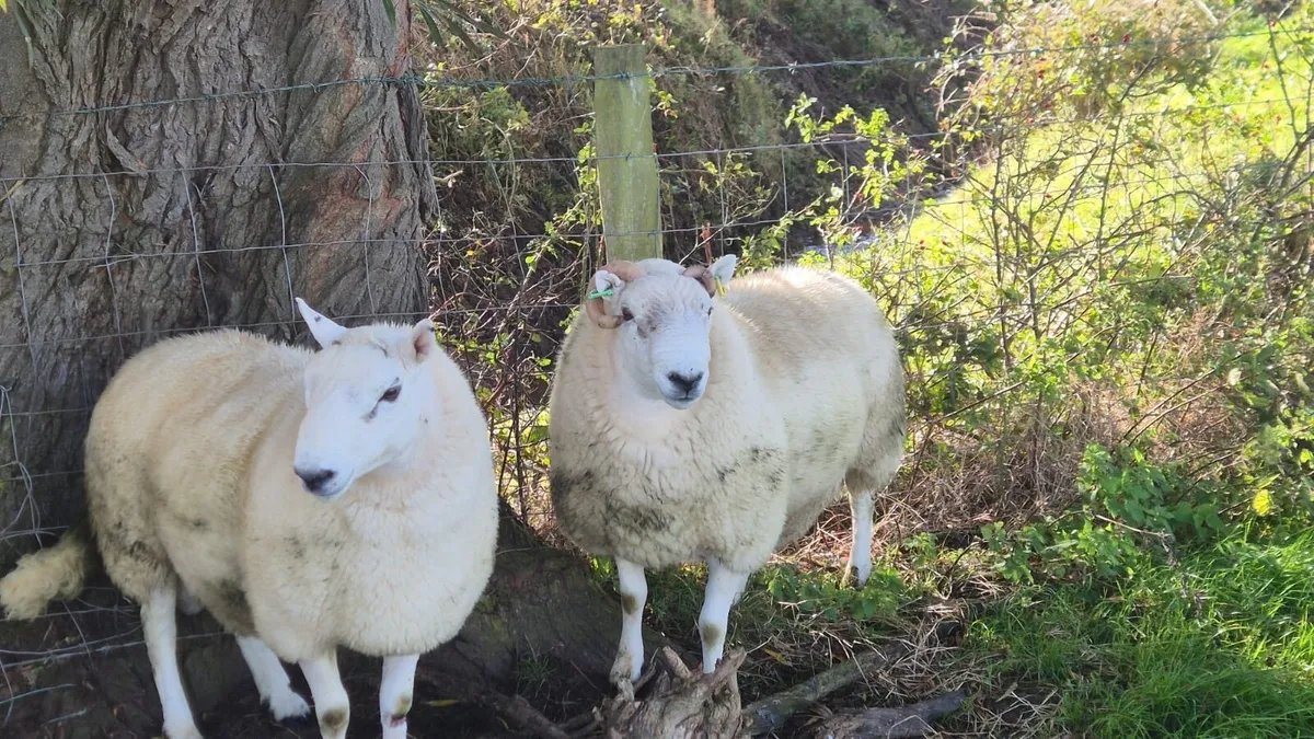 Sheep - Image 2