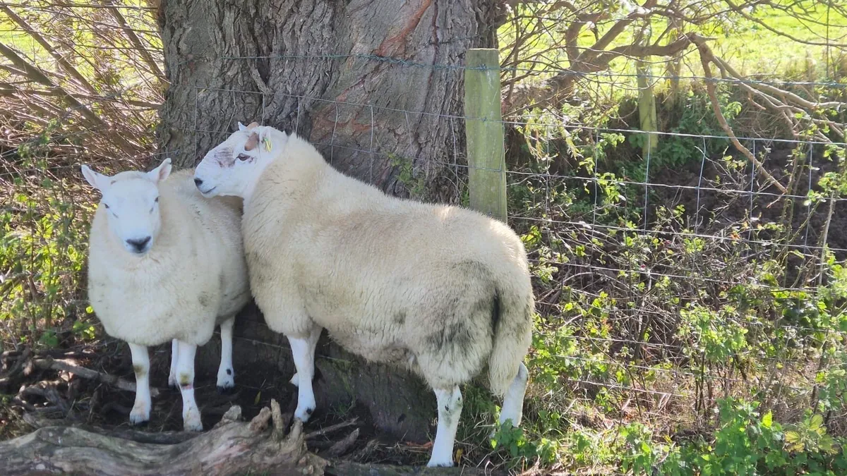 Sheep - Image 3