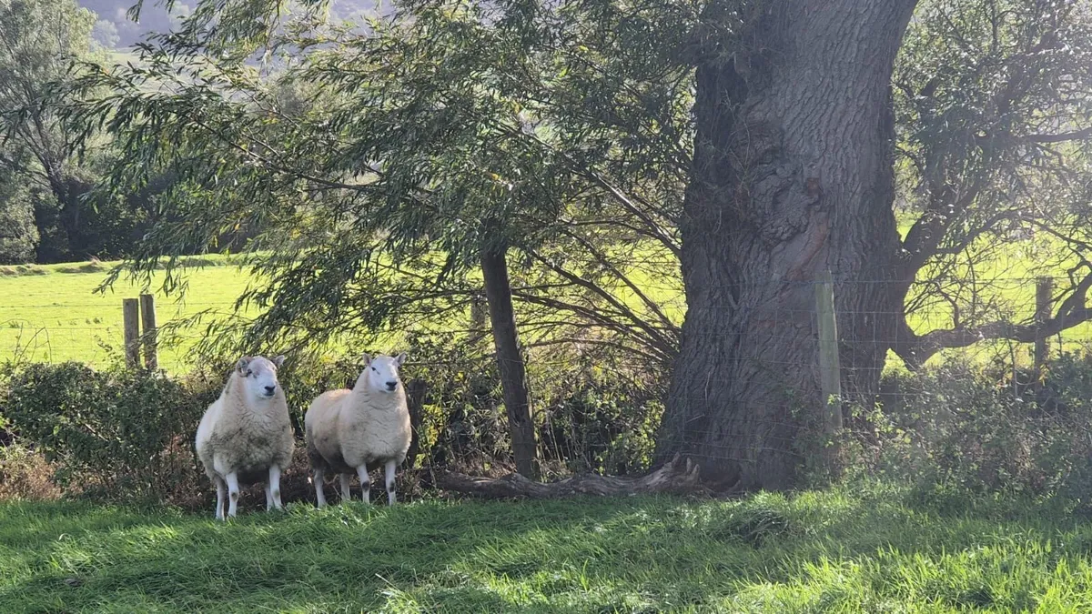 Sheep - Image 4
