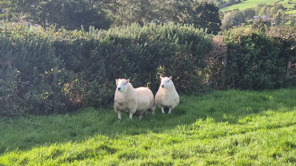 Sheep - Image 1