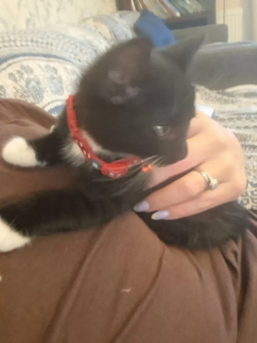 Black kitten for sale - Image 3