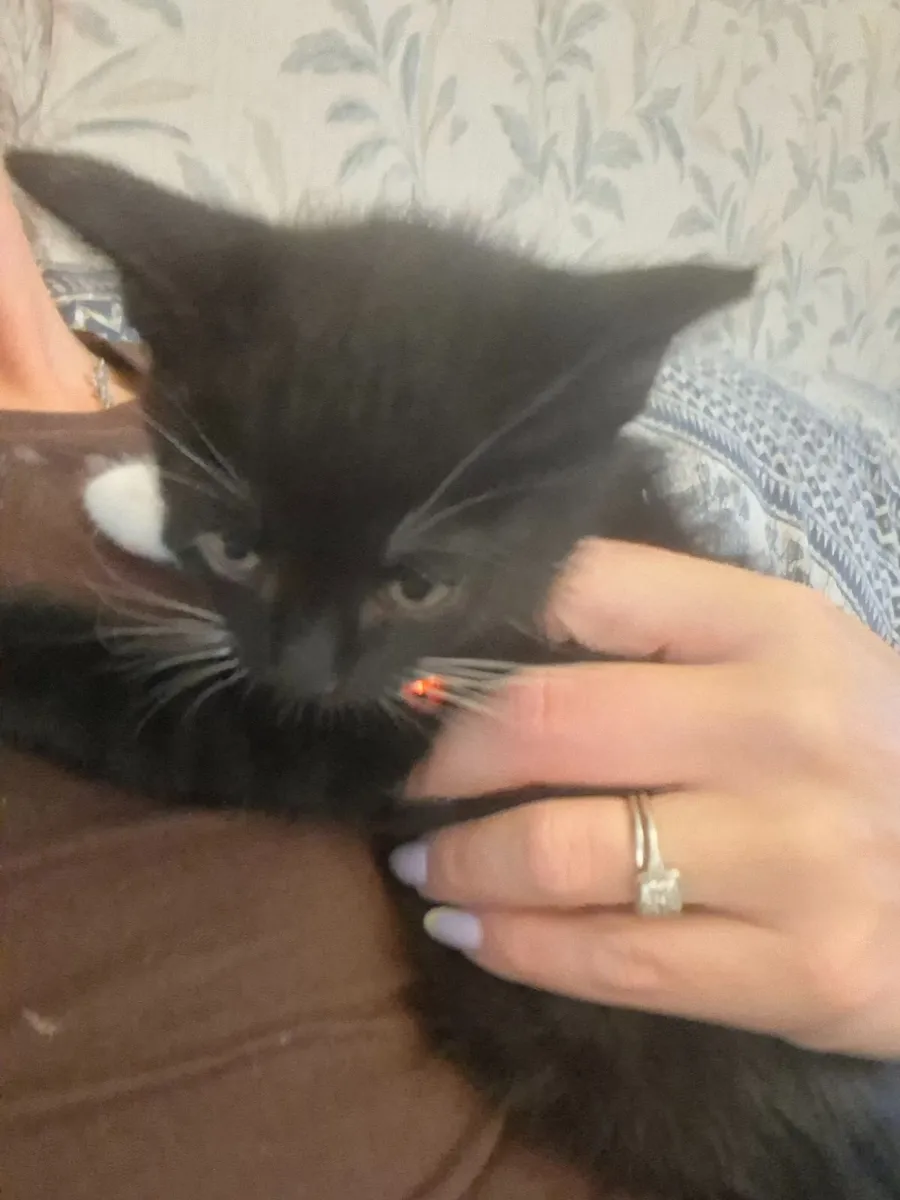 Black kitten for sale - Image 2