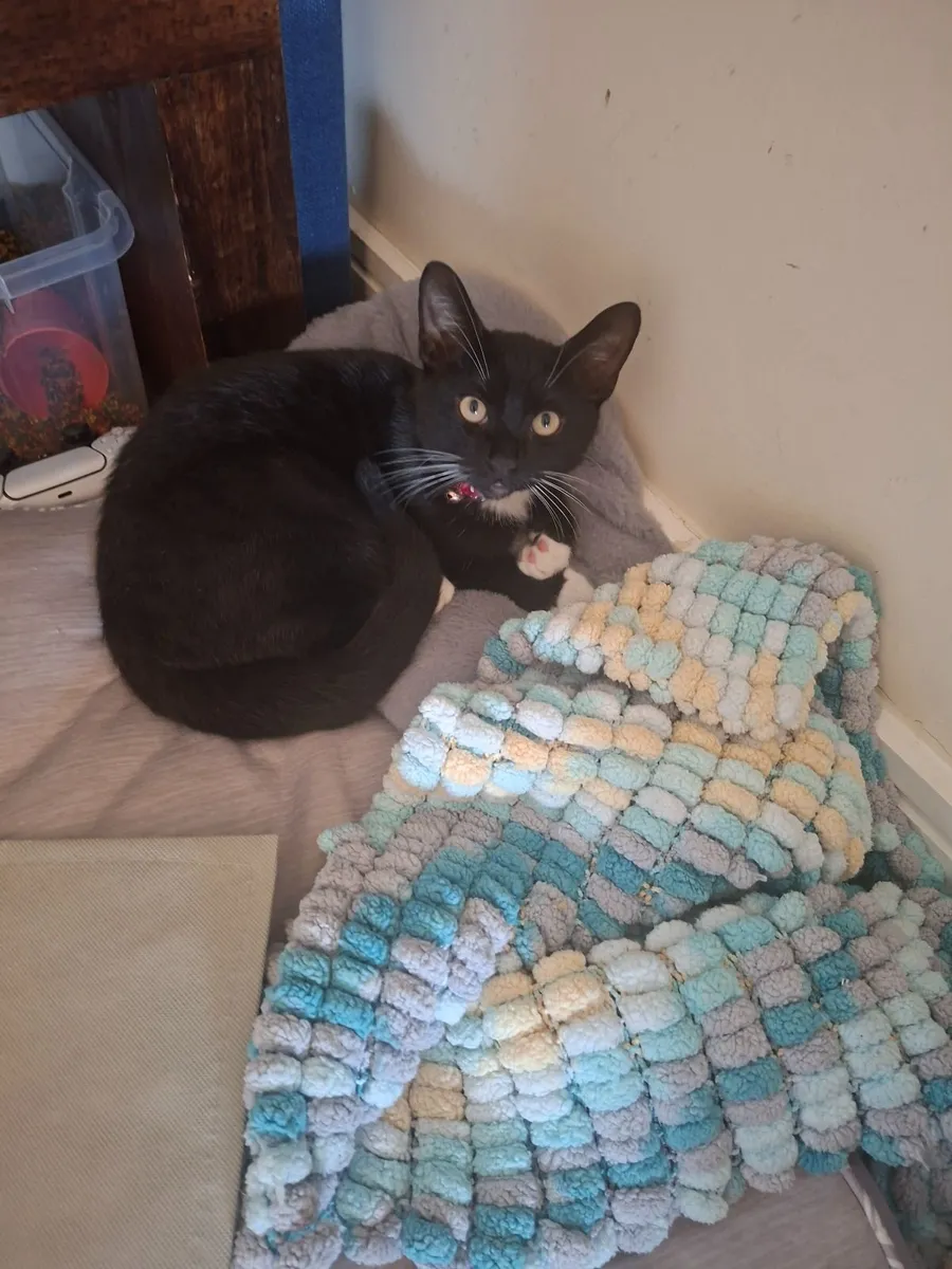 Black kitten for sale - Image 4