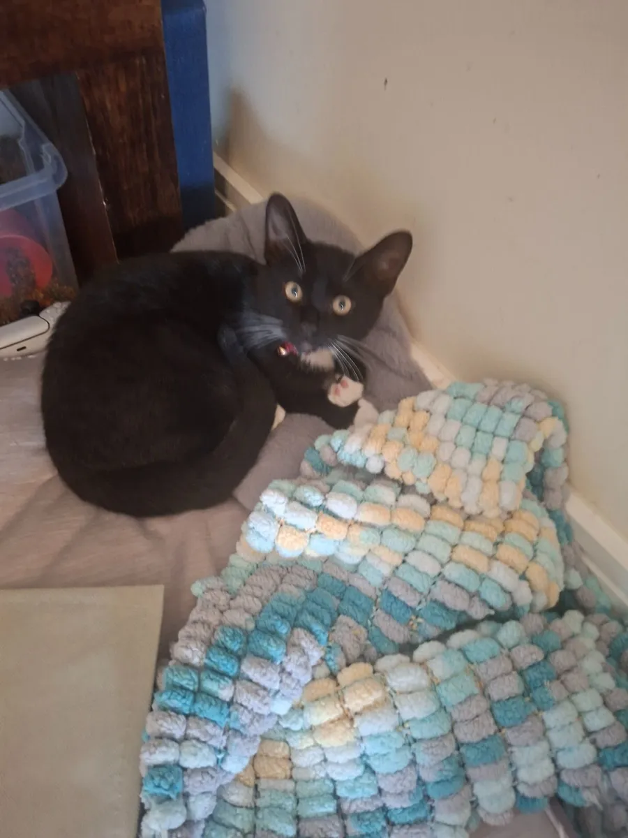 Black kitten for sale - Image 1