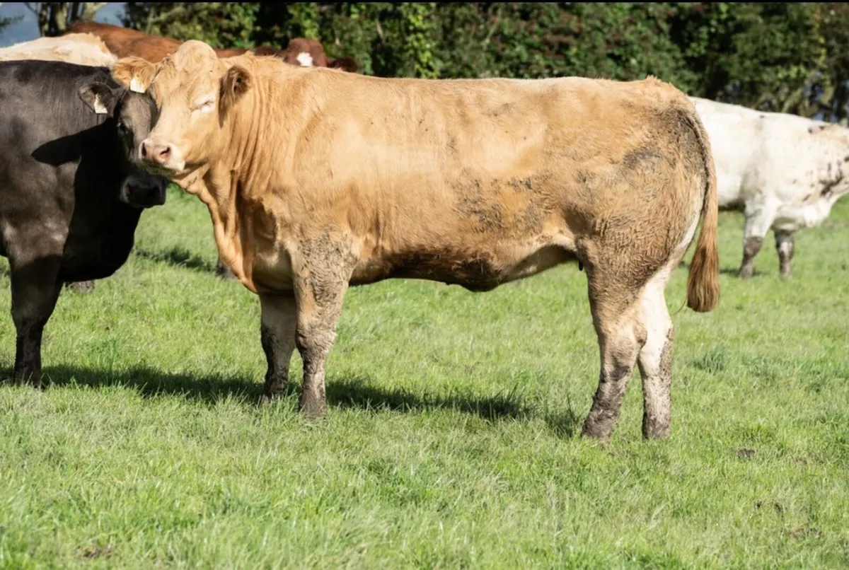 ⭐️40 springers for Stranorlar mart 13th October⭐️ - Image 2