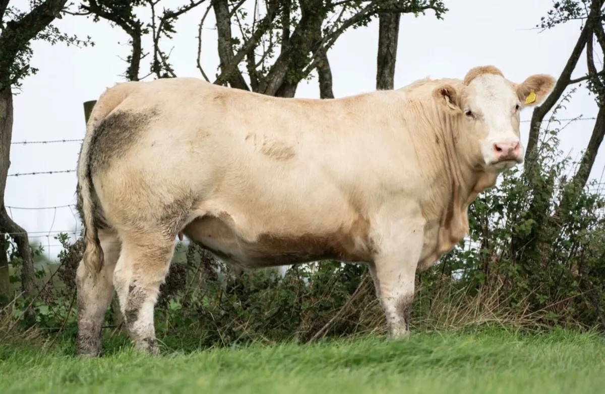 ⭐️40 springers for Stranorlar mart 13th October⭐️ - Image 3