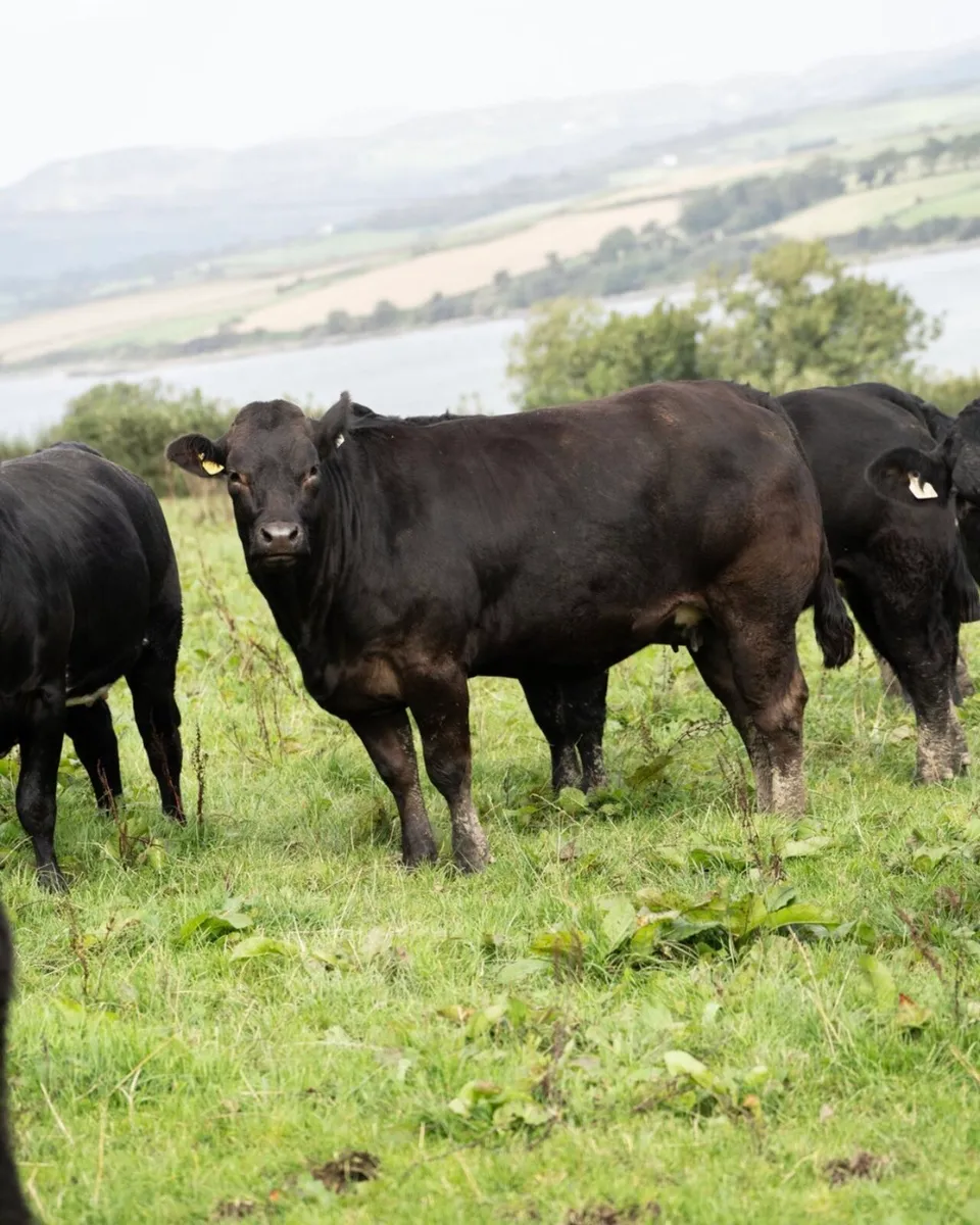⭐️40 springers for Stranorlar mart 13th October⭐️ - Image 4