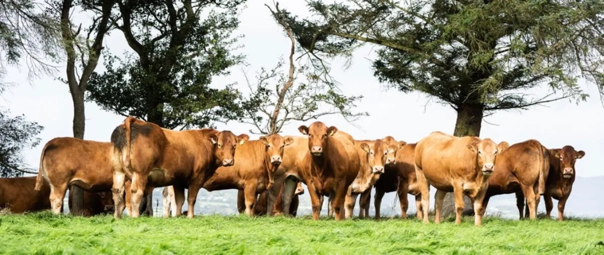 ⭐️40 springers for Stranorlar mart 13th October⭐️ - Image 1