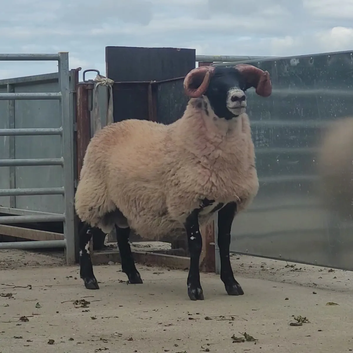 Lanark Ram Lamb - Image 4