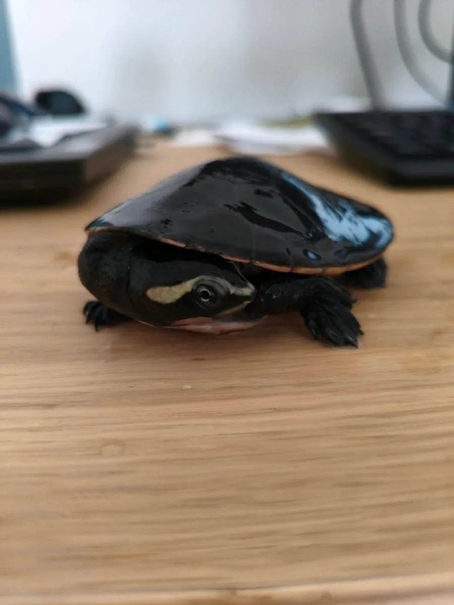 Pink Bellied Sideneck Turtle - Image 2