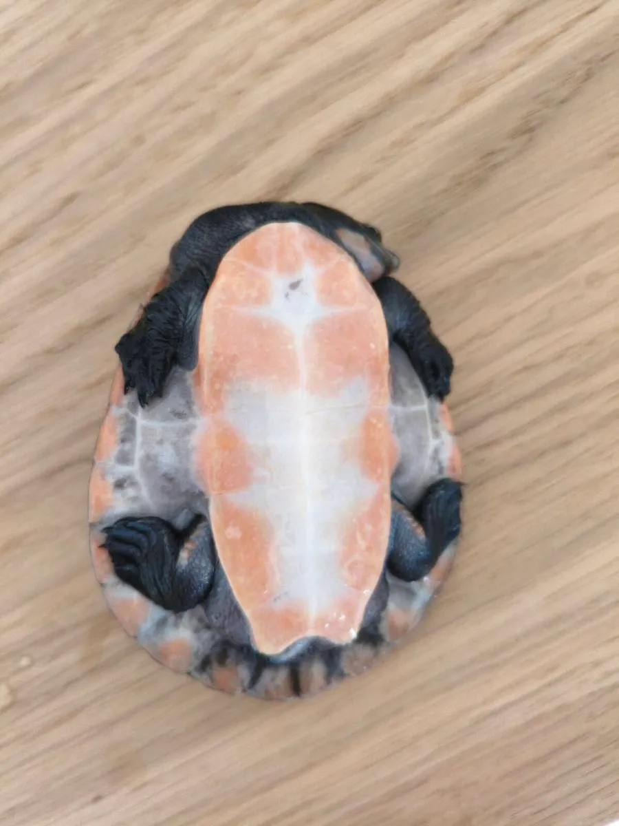 Pink Bellied Sideneck Turtle - Image 3